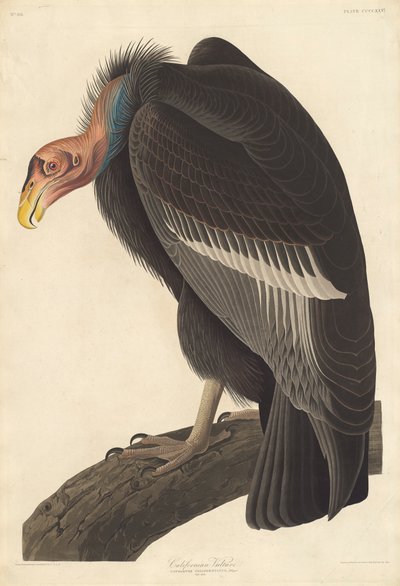 Californian Vulture by John James Audubon